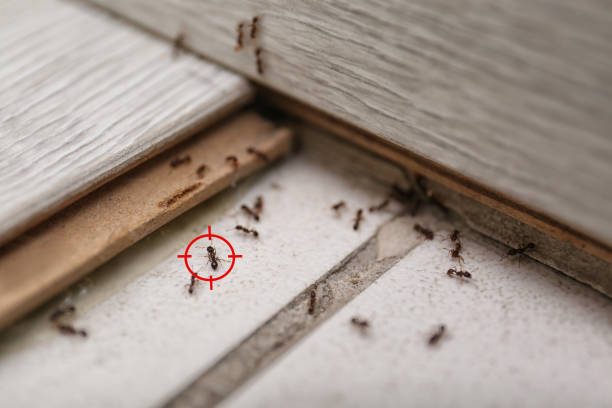 Best Exterminator Services  in Schriever, LA