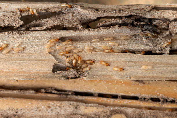 Best Ant Control Services  in Schriever, LA
