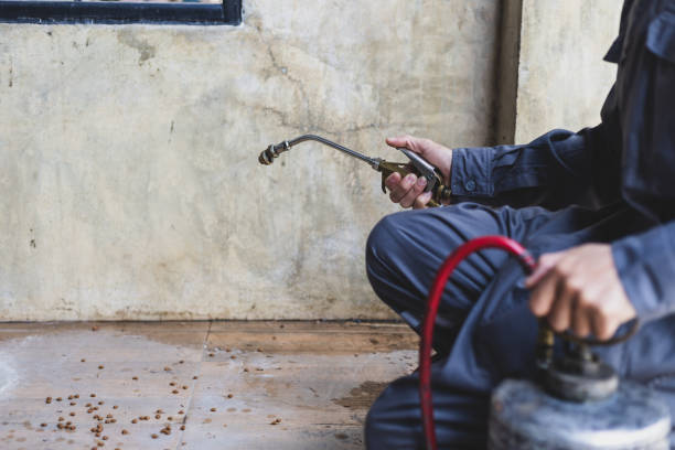 Best Ant Control Services  in Schriever, LA